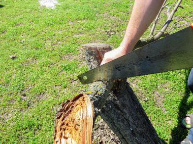Baharda bahçede çalışan bir adam demir testeresiyle bir dal keser..