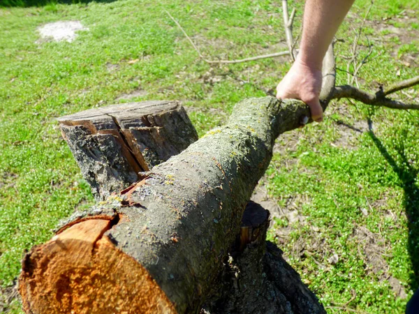 Work Garden Spring Man Saws Branch Hacksaw — Stock Photo, Image