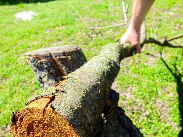 Work Garden Spring Man Saws Branch Hacksaw — Stock Photo, Image