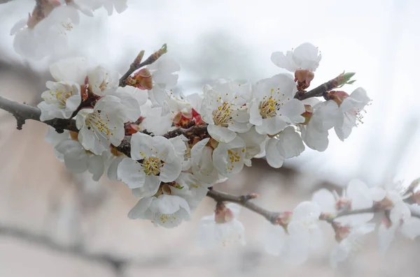 Blooming Apricot Branch Spring Garden Growing Apricot Gardening — Stock Photo, Image