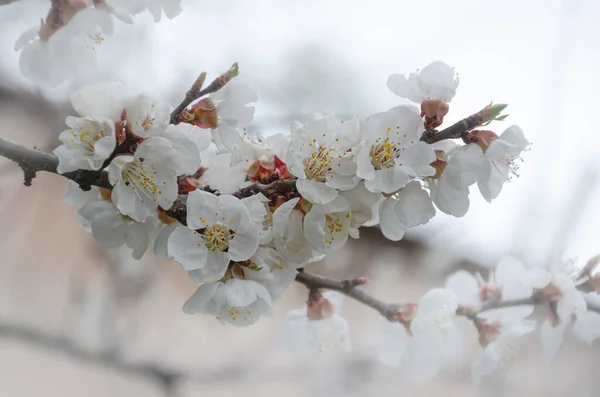 Cabang Aprikot Mekar Taman Musim Semi Aprikot Tumbuh Berkebun Stok Gambar Bebas Royalti
