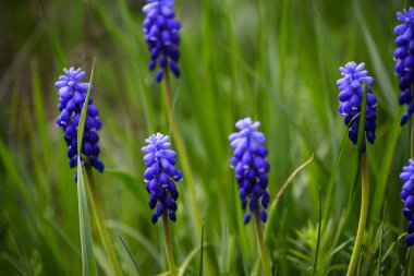 Engerek soğanı ya da fare sümbülü. Muscri) Bahçede bir bahar günü çimenlerin yeşil arka planına karşı.