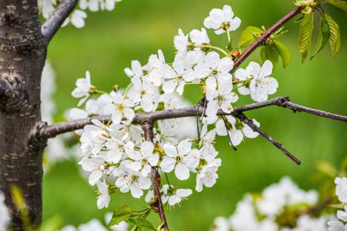 Kiraz çiçekleri açtı. Bahçede güzel bahar kiraz çiçekleri. Bahçıvanlık.