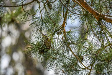 Parkta kozalaklı çam dalı, bahar günü..