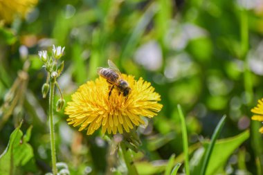 Çayırdaki sarı bir karahindiba bir arı tarafından döllenir..
