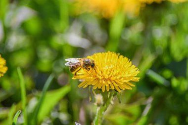 Çayırdaki sarı bir karahindiba bir arı tarafından döllenir..