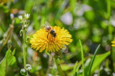 Çayırdaki sarı bir karahindiba bir arı tarafından döllenir..
