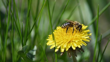 Çayırdaki sarı bir karahindiba bir arı tarafından döllenir..