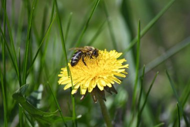 Çayırdaki sarı bir karahindiba bir arı tarafından döllenir..