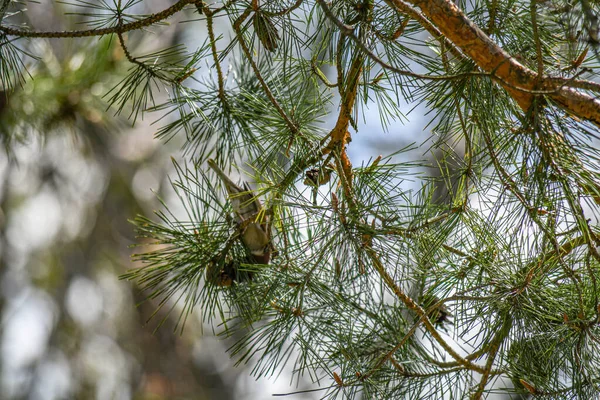 Parkta kozalaklı çam dalı, bahar günü..