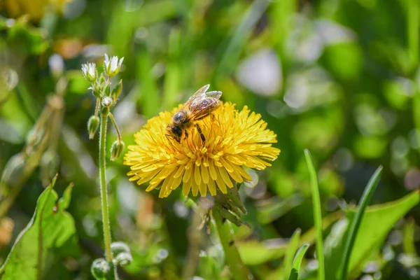 Çayırdaki sarı bir karahindiba bir arı tarafından döllenir..