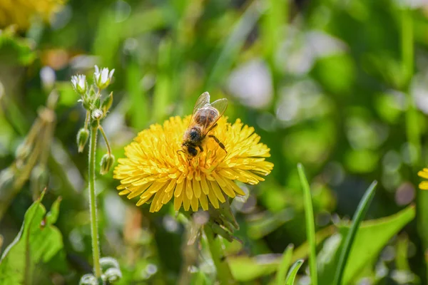 Çayırdaki sarı bir karahindiba bir arı tarafından döllenir..