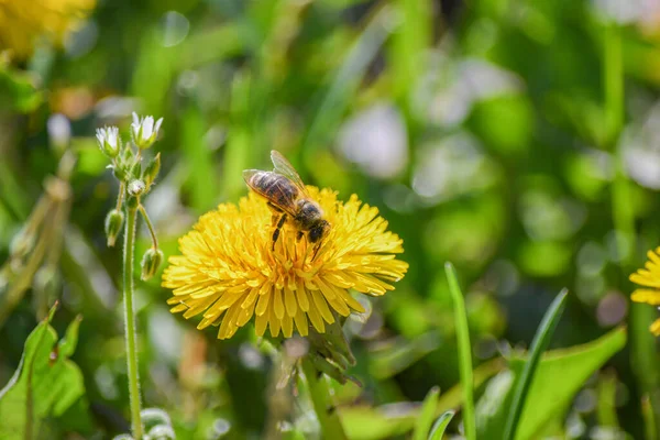 Çayırdaki sarı bir karahindiba bir arı tarafından döllenir..