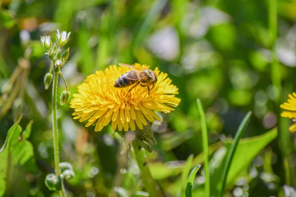 Çayırdaki sarı bir karahindiba bir arı tarafından döllenir..