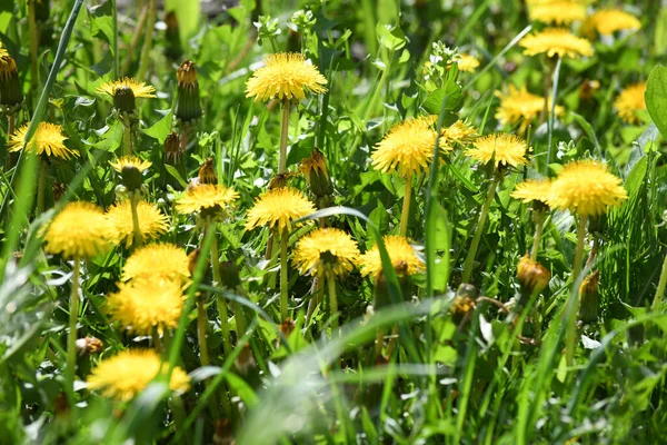 Bahar çayırlarında büyüyen karahindibalar. Yeşil çimlerde sarı tomurcuklar.