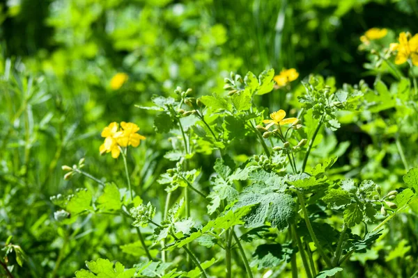 Çiçek açan selandin. Yeşil arka planda sarı çiçekler. Etnosbilimi.