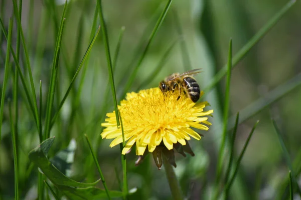 Çayırdaki sarı bir karahindiba bir arı tarafından döllenir..