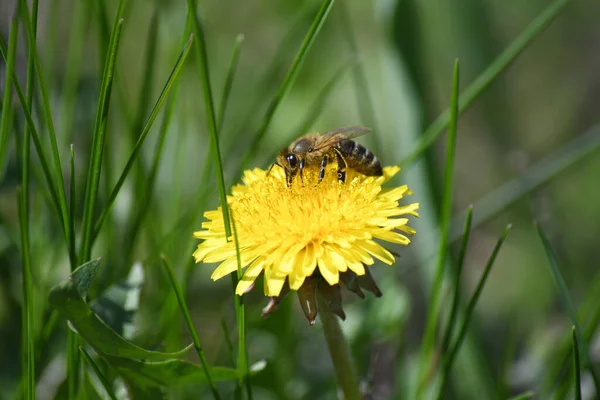 Çayırdaki sarı bir karahindiba bir arı tarafından döllenir..