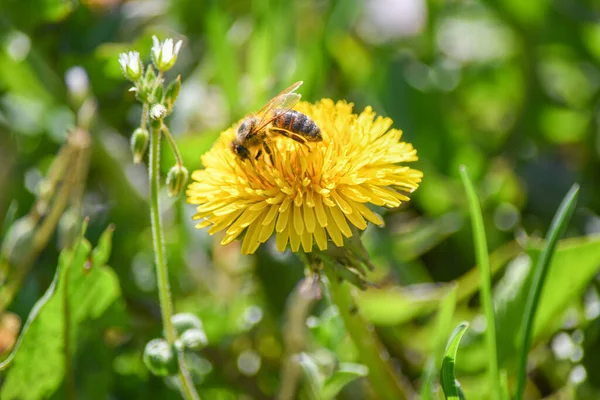 Yellow Dandelion Meadow Pollinated Bee Imagem De Stock