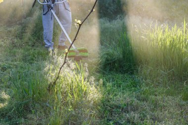 Adam çim biçiyor, kesiyor, fazla büyümüş bir bahçede çim biçiyor bahçe biçme makinesi ya da moto-tırpan kesiyor. Bahçe temizliği, bahçe temizliği. Umurumuzda değil....