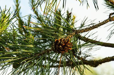 Mavi gökyüzüne karşı kozalaklı çam dalı, yaz günü.
