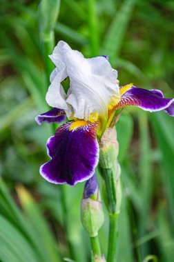 Güneşli bir yaz gününde bir çayırda güzel beyaz-mor bir göz. Büyüyen yaz çiçekleri.