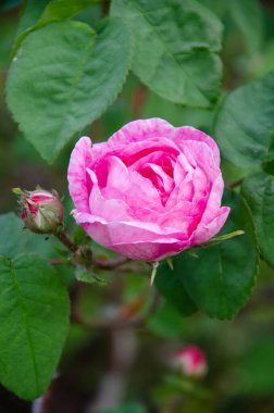 Bir yaz gününde bahçede güzel pembe bir gül. Büyüyen yaz çiçekleri.