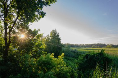 Yaz manzarası sazlıklar üzerinde gün doğumu.
