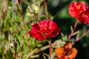 Bir yaz günü bahçede çok renkli purslane çiçekleri. Çiçeklerin güzelliği ve çeşitliliği.