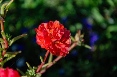 Bir yaz günü bahçede çok renkli purslane çiçekleri. Çiçeklerin güzelliği ve çeşitliliği.