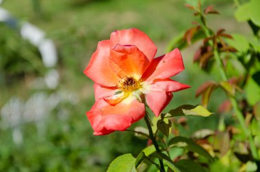 Bir yaz günü bahçede kırmızı bir gül çiçek açtı. Çiçeklerin güzelliği ve çeşitliliği.