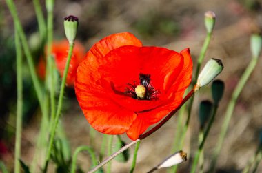 Kırmızı tarla gelincikleri bir yaz günü bahçede. Yaban çiçeklerinin güzelliği.