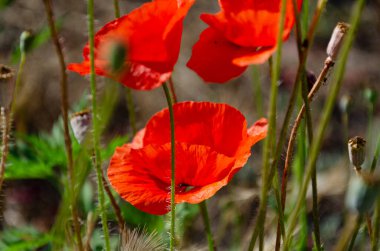 Kırmızı tarla gelincikleri bir yaz günü bahçede. Yaban çiçeklerinin güzelliği.