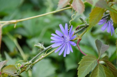 Güneşli bir yaz gününde çayırdaki güzel mavi hindiba çiçeği. Çiçek açan ve yaz bitkilerinin kokusu.