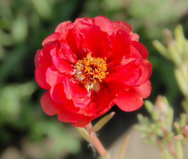 Bir yaz günü bahçede çok renkli purslane çiçekleri. Çiçeklerin güzelliği ve çeşitliliği.