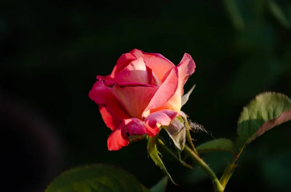 Beautiful Red Rose Garden Sunny Summer Day Growing Summer Flowers — Foto de Stock