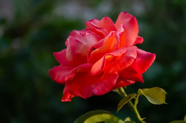 Vermelho Subiu Sol Jardim Dia Verão Beleza Diversidade Das Flores — Fotografia de Stock