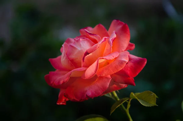 Red Rose Sun Garden Summer Day Beauty Diversity Flowers — Foto de Stock