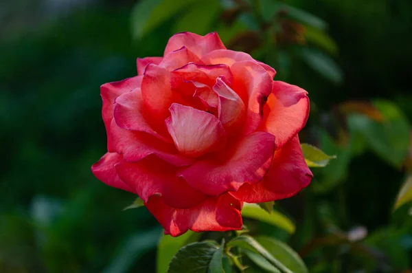 Piękna Czerwona Róża Ogrodzie Słoneczny Letni Dzień Rosnące Letnie Kwiaty — Zdjęcie stockowe