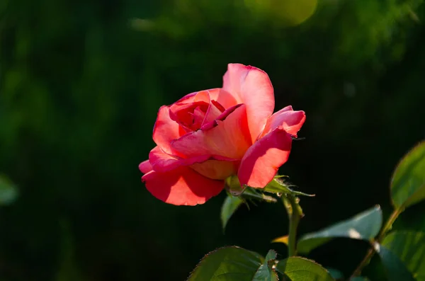 Linda Rosa Vermelha Jardim Dia Ensolarado Verão Cultivando Flores Verão — Fotografia de Stock