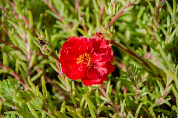 Beautiful Multi Colored Purslane Flowers Garden Summer Day Beauty Diversity — Fotografia de Stock