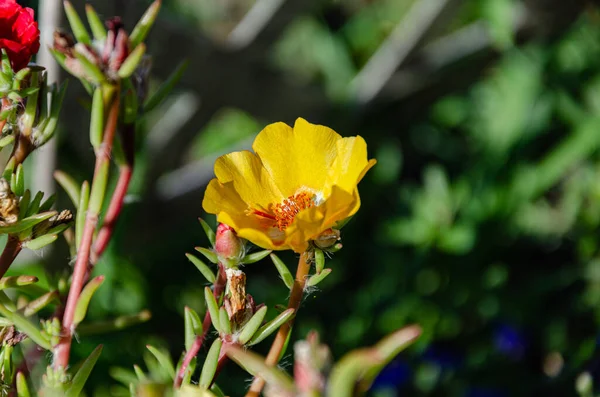 Beautiful Multi Colored Purslane Flowers Garden Summer Day Beauty Diversity — Fotografia de Stock