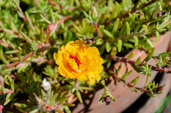 Beautiful Multi Colored Purslane Flowers Garden Summer Day Beauty Diversity —  Fotos de Stock