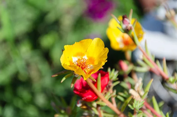 Hermosas Flores Verdolaga Multicolor Jardín Día Verano Belleza Diversidad Las —  Fotos de Stock