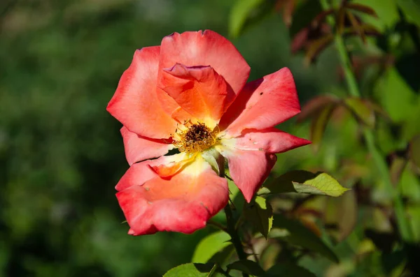 Létě Vykvetla Zahradě Šarlatová Růže Krása Rozmanitost Květin — Stock fotografie