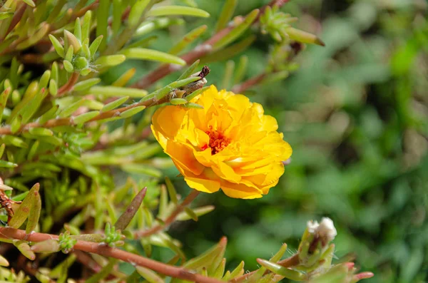 Beautiful Multi Colored Purslane Flowers Garden Summer Day Beauty Diversity — Fotografia de Stock