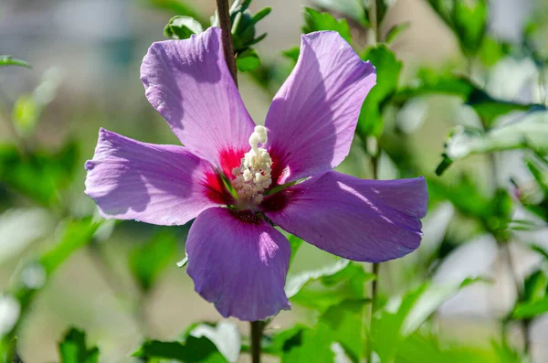 Beautiful Hibiscus Flowers Garden Summer Day Beauty Diversity Flowers — Foto Stock
