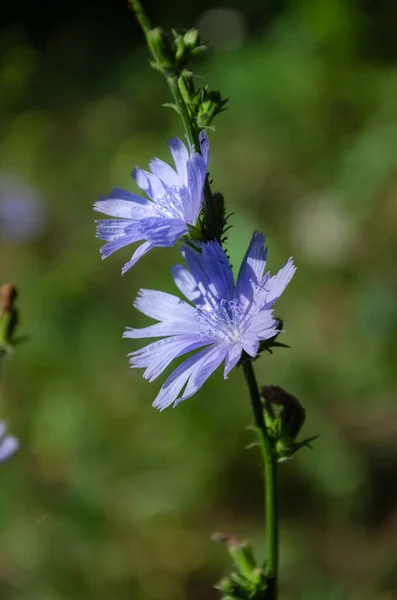 Beautiful Blue Chicory Flower Meadow Sunny Summer Day Flowering Fragrance — Stock Fotó