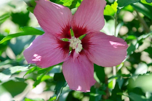 Belles Fleurs Hibiscus Dans Jardin Jour Été Beauté Diversité Des — Photo