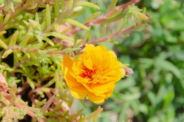 Beautiful Multi Colored Purslane Flowers Garden Summer Day Beauty Diversity — Fotografia de Stock